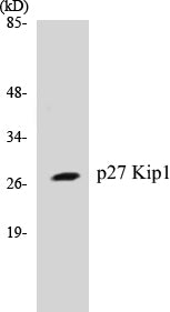 p27 Kip1 Colorimetric Cell-Based ELISA Kit