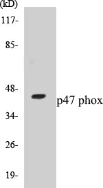 p47 phox Colorimetric Cell-Based ELISA Kit