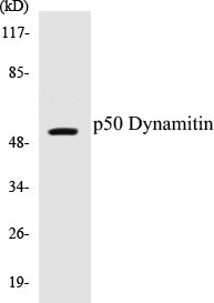 p50 Dynamitin Colorimetric Cell-Based ELISA Kit
