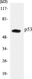 p53 Colorimetric Cell-Based ELISA Kit