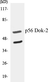 p56 Dok-2 Colorimetric Cell-Based ELISA Kit