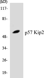 p57 Kip2 Colorimetric Cell-Based ELISA Kit