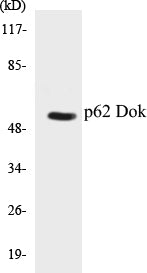 p62 Dok Colorimetric Cell-Based ELISA Kit