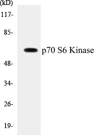 p70 S6 Kinase Colorimetric Cell-Based ELISA Kit