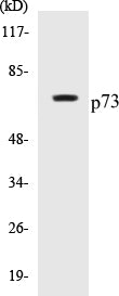 p73 Colorimetric Cell-Based ELISA Kit