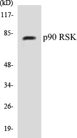 p90 RSK Colorimetric Cell-Based ELISA Kit