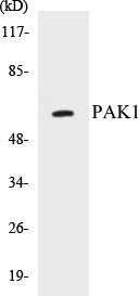 PAK1 Colorimetric Cell-Based ELISA Kit