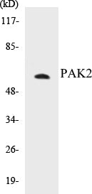 PAK2 Colorimetric Cell-Based ELISA Kit