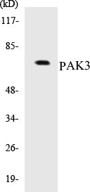 PAK3 Colorimetric Cell-Based ELISA Kit