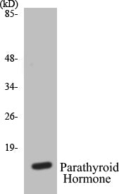 Parathyroid Hormone Colorimetric Cell-Based ELISA Kit