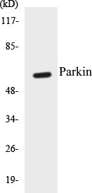 Parkin Colorimetric Cell-Based ELISA Kit