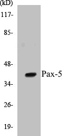 Pax-5 Colorimetric Cell-Based ELISA Kit