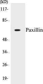 Paxillin Colorimetric Cell-Based ELISA Kit