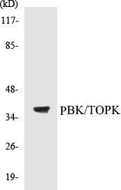 PBK/TOPK Colorimetric Cell-Based ELISA Kit