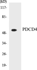 PDCD4 Colorimetric Cell-Based ELISA Kit