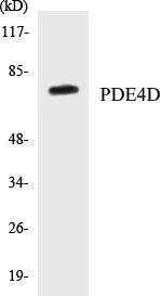 PDE4D Colorimetric Cell-Based ELISA Kit