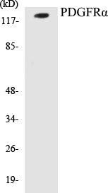 PDGFRalpha Colorimetric Cell-Based ELISA Kit