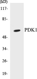 PDK1 Colorimetric Cell-Based ELISA Kit