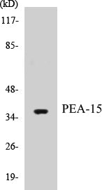 PEA-15 Colorimetric Cell-Based ELISA Kit