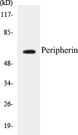 Peripherin Colorimetric Cell-Based ELISA Kit