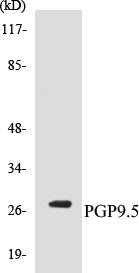 PGP9.5 Colorimetric Cell-Based ELISA Kit