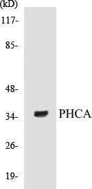 PHCA Colorimetric Cell-Based ELISA Kit