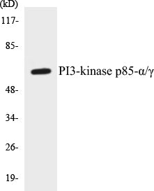 PI3-kinase p85-alpha/gamma Colorimetric Cell-Based ELISA Kit
