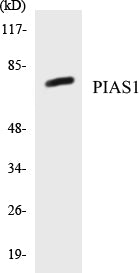 PIAS1 Colorimetric Cell-Based ELISA Kit