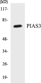 PIAS3 Colorimetric Cell-Based ELISA Kit