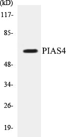 PIAS4 Colorimetric Cell-Based ELISA Kit