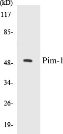 Pim-1 Colorimetric Cell-Based ELISA Kit
