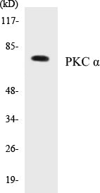 PKC alpha Colorimetric Cell-Based ELISA Kit