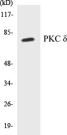 PKC delta Colorimetric Cell-Based ELISA Kit