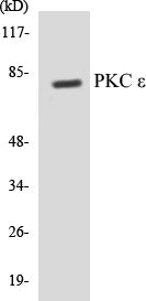 PKC epsilon Colorimetric Cell-Based ELISA Kit