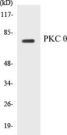 PKC theta Colorimetric Cell-Based ELISA Kit