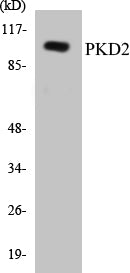 PKD2 Colorimetric Cell-Based ELISA Kit