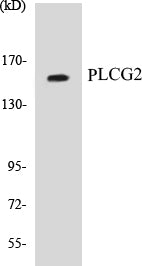 PLCG2 Colorimetric Cell-Based ELISA Kit