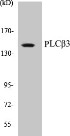 PLCbeta3 Colorimetric Cell-Based ELISA Kit