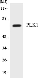 PLK1 Colorimetric Cell-Based ELISA Kit