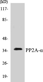 PP2A-alpha Colorimetric Cell-Based ELISA Kit