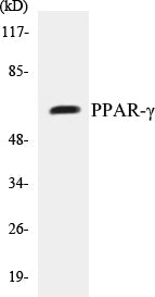 PPAR-gamma Colorimetric Cell-Based ELISA Kit