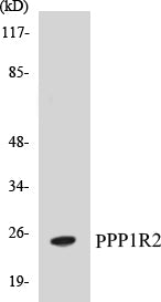 PPP1R2 Colorimetric Cell-Based ELISA Kit