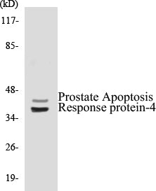 Prostate Apoptosis Response protein-4 Colorimetric Cell-Based ELISA Kit