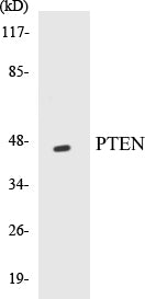 PTEN Colorimetric Cell-Based ELISA Kit