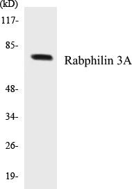 Rabphilin 3A Colorimetric Cell-Based ELISA Kit