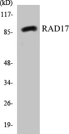 RAD17 Colorimetric Cell-Based ELISA Kit