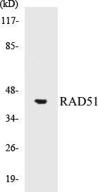 RAD51 Colorimetric Cell-Based ELISA Kit