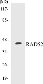 RAD52 Colorimetric Cell-Based ELISA Kit