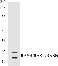 RASH/RASK/RASN Colorimetric Cell-Based ELISA Kit