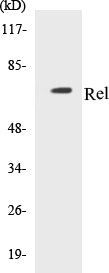 Rel Colorimetric Cell-Based ELISA Kit